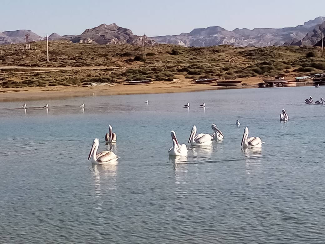 گزارش تصویری از بندر لاور