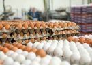 وعده دولت درباره قیمت تخم‌مرغ عملی نشد