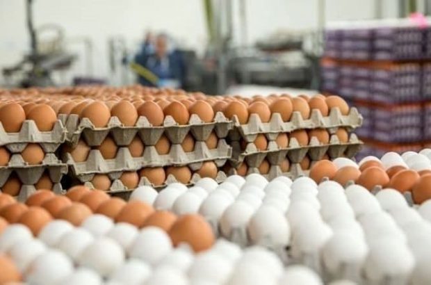 وعده دولت درباره قیمت تخم‌مرغ عملی نشد