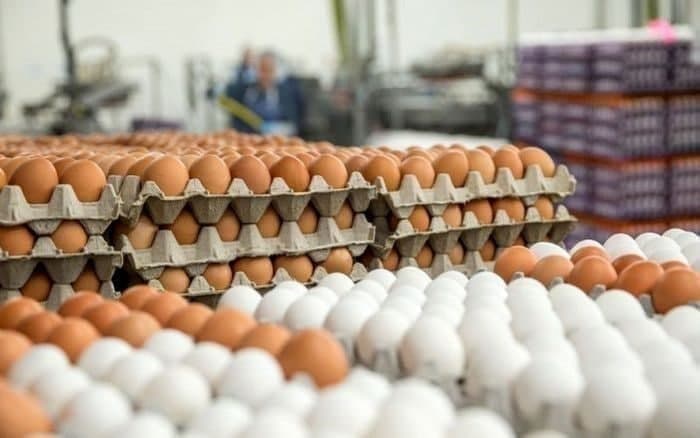 قیمت هرشانه تخم مرغ به بیش از ۵۰ هزار تومان رسید