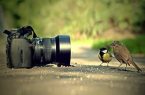 تصاویری تماشایی از مسابقه عکس طنز حیات وحش ۲۰۲۱