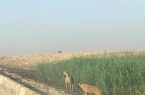 تصفیه خانه فاضلاب ، مرثیه ای برای روستای گشویی/ بوی گندی که به مشام مسئولین نرسیده