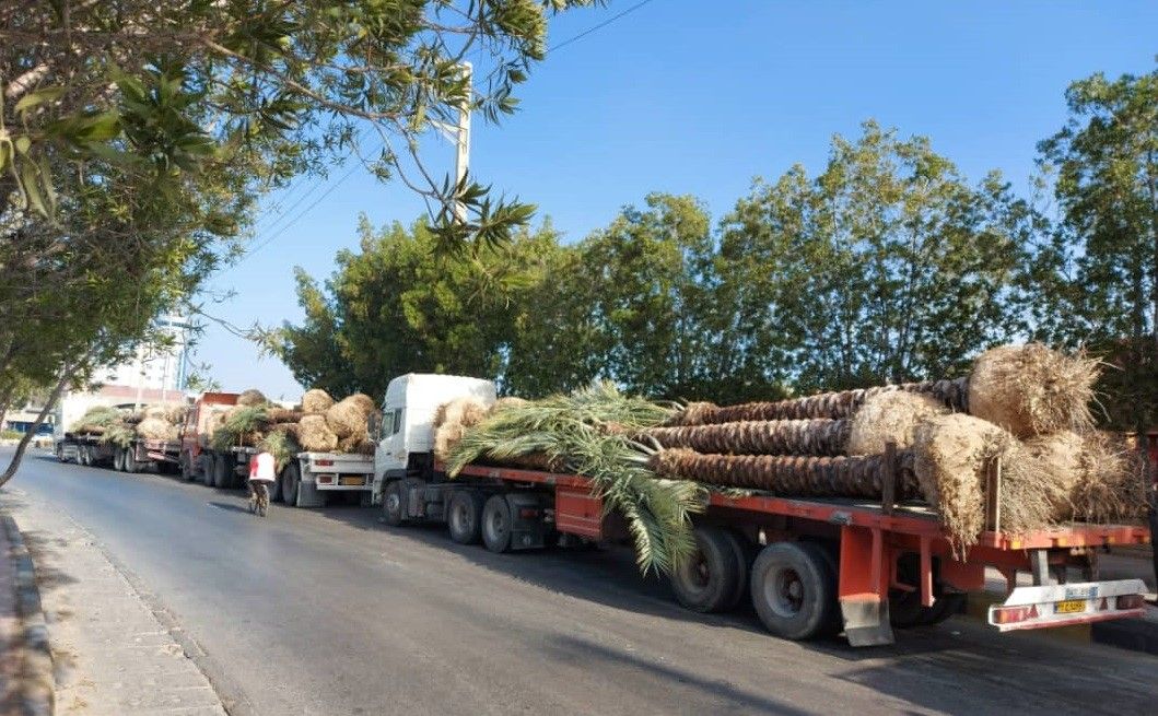 هر نخل ایران را چند به قطر فروختند؟