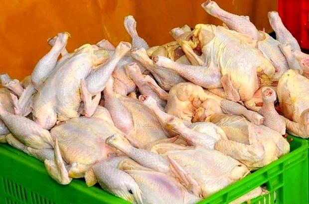 سیاست‌های غلط مسئولان ناکارآمد همراه با آمار اغراق‌آمیز/ وقتی آمار فیک تولید مرغ، باعث گرانی گوشت قرمز می‌شود!
