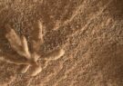 کشف عجیب در مریخ: گل شنی
