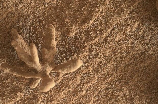 کشف عجیب در مریخ: گل شنی