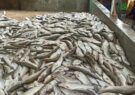 ۱۲۰۰ تن ماهی از بوشهر به خارج از کشور صادر شد