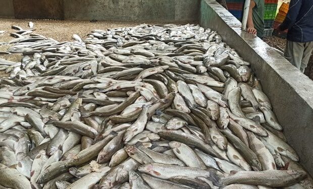 ۱۲۰۰ تن ماهی از بوشهر به خارج از کشور صادر شد