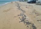 شناسایی منشا لکه‌های نفتی ساحل کنگان