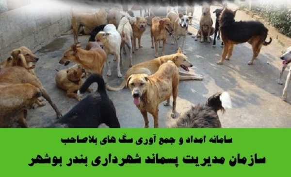 سامانه تلفنی ویژه امداد و زنده‎گیری سگ‌‎های بلاصاحب در بوشهر آغاز بکار کرد