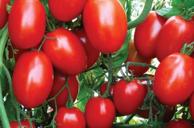 گوجه فرنگی بوشهر از عوارض صادراتی جدید معاف شد