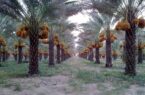 دست ما کوتاه و خرما بر نخیل