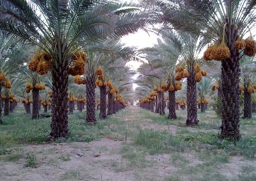 دست ما کوتاه و خرما بر نخیل