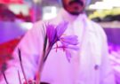 عربستان سعودی حتی از پیشتازی در تولید زعفران هم غافل نیست