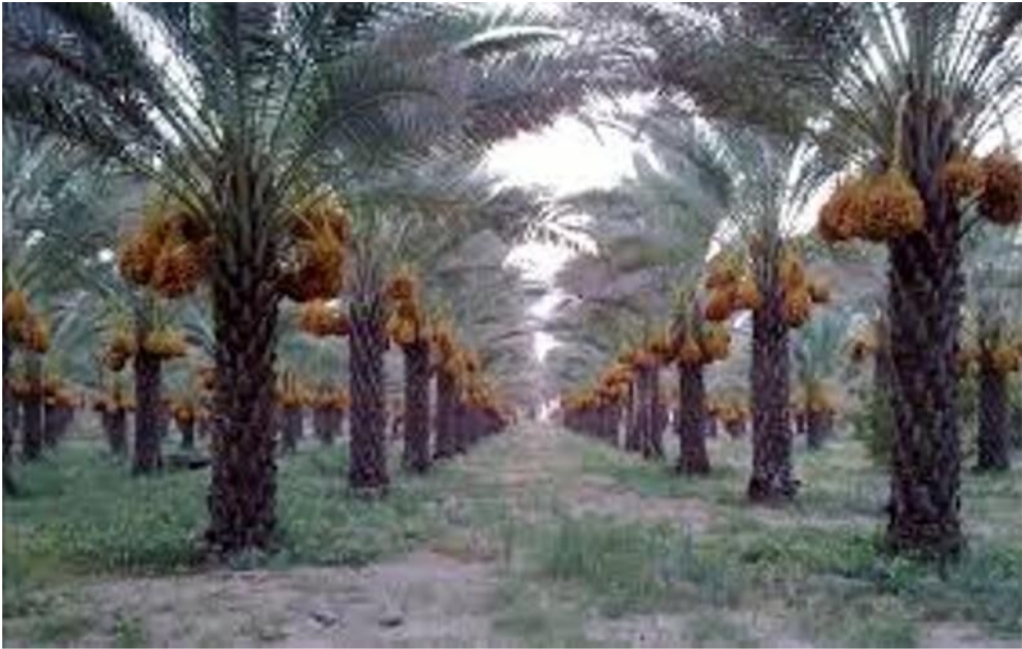 برداشت رطب نوبرانه نخیلات دشتستان بوشهر آغاز شد